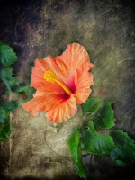 /album/fotogaleria-fotografia-macro/c-015-640x480-jpg/